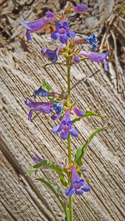 Low Penstemon_Virens.jpg